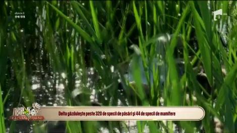 Paradisul din inima Deltei! Acest loc găzduiește peste 320 de specii de păsări și 44 de specii de mamifere