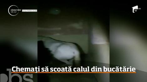 Un cal a fost găsit în bucătăria unui apartament din Satu Mare