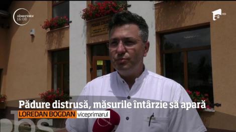 Castorii "au mâncat" o pădure din Braşov. Toți copacii au fost puși la pământ