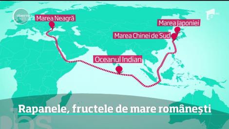 Rapanele, tot mai apreciate de turiştii români