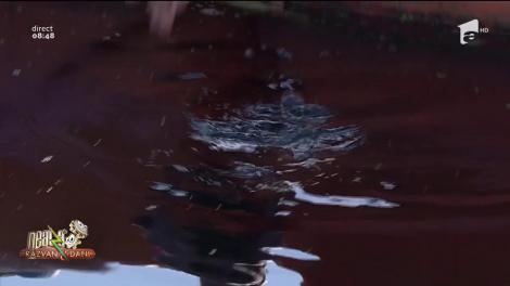 Dani Oțil, eroul zilei de la Neatza cu Răzvan și Dani! A eliberat o broască țestoasă în Delta Dunării!