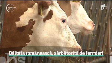Rasa bălţată românească, una dintre cele mai productive rase de bovine din lume, a fost sărbătorită la Târgu Mureş