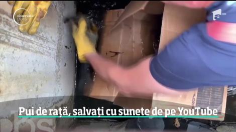 Opt pui de raţă au fost salvaţi de la o moarte sigură în Statele Unite datorită unor înregistrări de pe YouTube