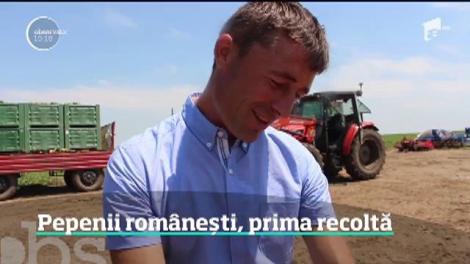 Pepenii românești ajung în piețe mâine! Cum îți dai seama dacă este copt bine