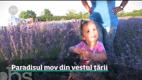 Raiul pasionaţilor de fotografii tip selfie este la Oradea.  Un câmp de lavandă care concurează cu faimoasele coline din Provence este în plină floare