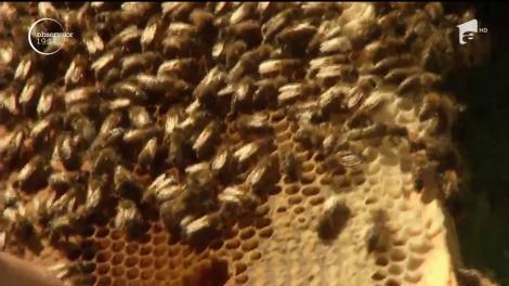 Teii au înflorit, iar parfumul lor învăluie oraşele. Atrase de mirosul irezistibil, albinele s-au pus pe treabă