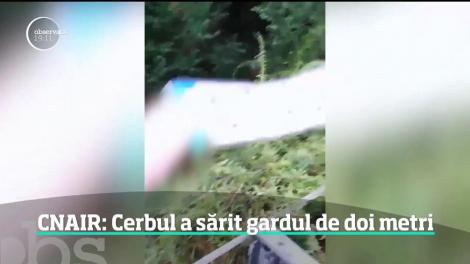 Clipe de coşmar pentru un şofer pe Autostrada Aiud-Turda. Bărbatul spune că un cerb uriaş i-a sărit în faţă