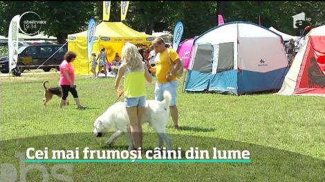 Peste 500 de patrupezi au fost prezenţi în cadrul unei expoziţii celebre pe tot globul