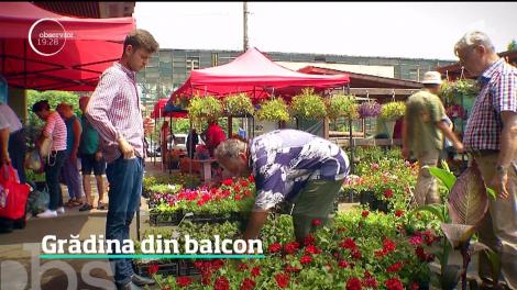 Bucureştenii care vor să mănânce sănătos îşi cultivă roşii şi castraveţi în balcon