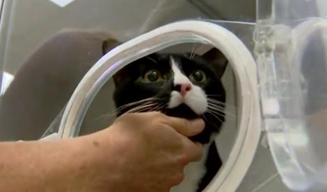 O pisică a fost închisă, din greşeală, în maşina de spălat. Clipul face înconjurul internetului