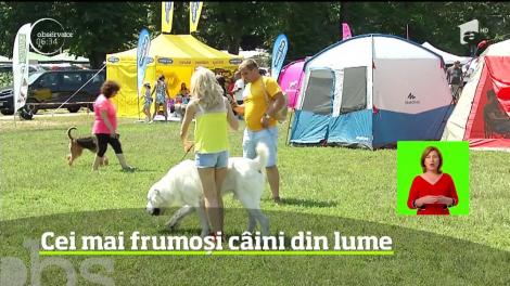 Cei mai frumoşi câini din lume au fost pentru un weekend la Bucureşti