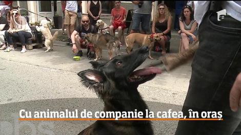 Eveniment dedicat animalelor de companie, într-o cafenea din Târgu-Mureș