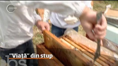 România este pe primul loc la producția de miere la nivel european