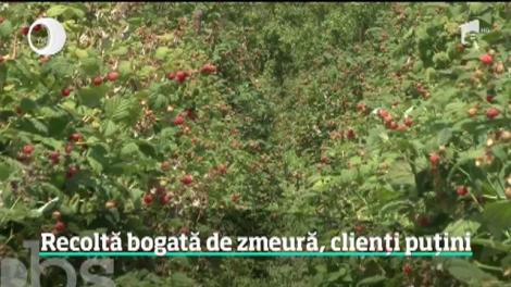 Recoltă bogată de zmeură, dar clienții se lasă așteptați