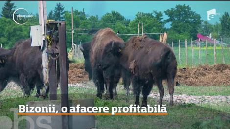 Bizonii, o afacere profitabilă pentru un bărbat din satul Bordeasca din judeţul Vrancea