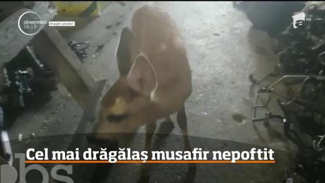 Angajaţii unui atelier de dezmembrări auto s-au trezit cu un pui de căprioară