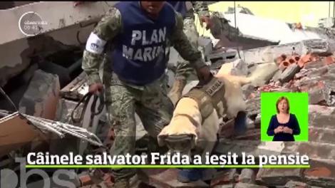 Frida, faimosul labrador care a participat la zeci de misiuni de căutare în Mexic, a ieşit la pensie