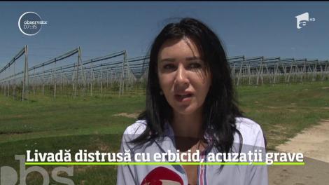 O plantaţie de un milion de euro a fost distrusă de un individ dornic de un câştig cât mai rapid