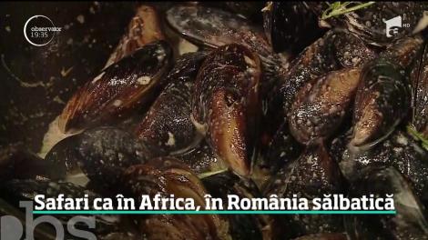 Românii pot face jeep safari pe plaja sălbatică de la Vadu