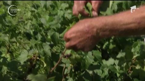 Coacăzele negre prind rădăcini în România. Fermierii culeg şi 10 kilograme de fructe de pe un singur arbust