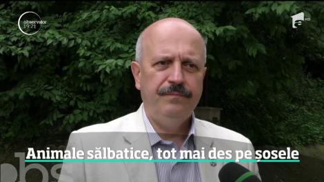 Pe cel mai circulat drum naţional din România, un urs a apărut noaptea în faţa unei maşini. Șoferul a lovit în plin animalul sălbatic