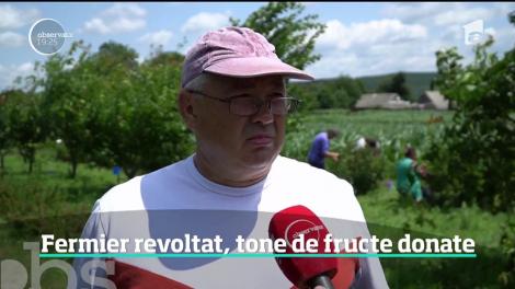Bogăţia din recoltă l-a dus pe culmile disperării. Un fermier din Suceava a refuzat să-şi vândă marfa pe câţiva lei şi a chemat tot satul să culeagă gratis tone de fructe bio