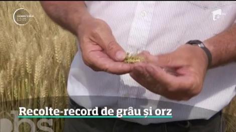 Recolte record de grâu și orz. Vremea capricioasă a fost perfectă pentru culturile de cereale