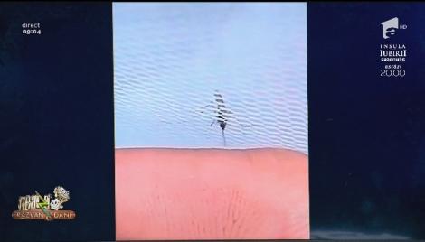 Smiley news - Neatza cu Răzvan și Dani. Cum să-ți bați joc de un țânțar care vrea să te muște