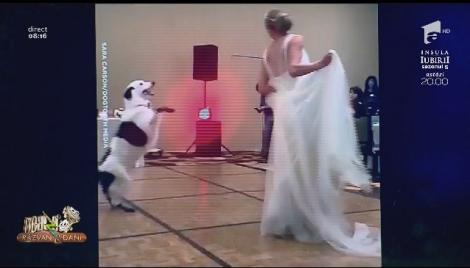 Smiley news - Neatza cu Răzvan și Dani. Dansul miresei fără mire. Locul lui a fost luat de un câine!