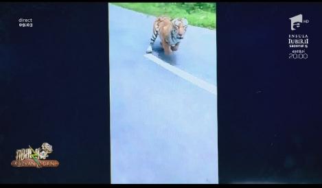 Smiley news - Neatza cu Răzvan și Dani. Motociclist atacat de tigru, în India