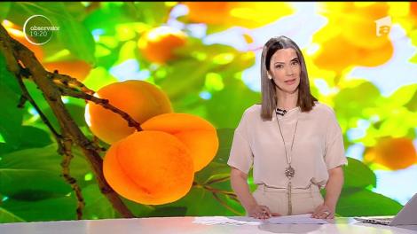 Va fi anul caiselor în vestul ţării, după o producţie-record, care i-a uimit şi pe agricultori. Fructele sunt atât de multe şi de mari, încât pomii stau să se rupă