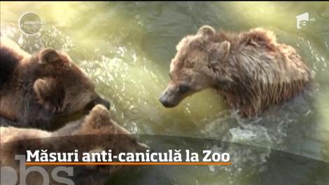 Duşuri dese, sesiuni de înot, fructe şi legume reci şi proaspete, dar şi multă umbră. Animalele de la Zoo Timişoara respectă întocmai recomandările medicilor pentru caniculă