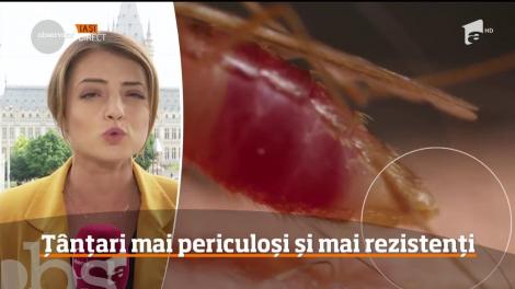 Au aparut cinci specii noi de ţânţari în România! Sunt mai agresivi, mai rezistenţi şi nu vă dau pace noaptea