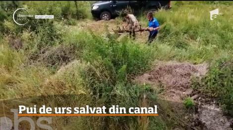 Un ursuleţ care căzuse într-un canal colector a fost salvat de o întreagă echipă de specialişti, în judeţul Braşov