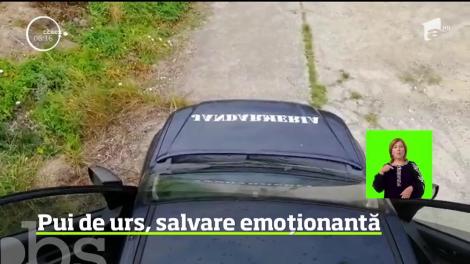 Un pui de urs căzut într-un canal colector a fost salvat de jandarmii montani din Sâmbăta, judeţul Braşov