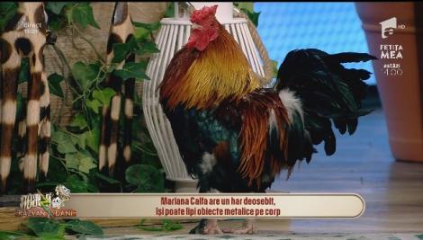 Moment inedit la Neatza cu Răzvan și Dani. Răzvan Simion îi ia interviu unui cocoș: Zice că lucrează la un...