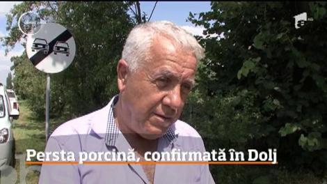 Este din nou alertă de pestă porcină africană în judeţul Dolj. A fost confirmată existența mai multor focare