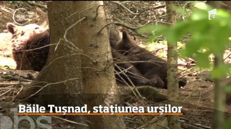 Urşii au devenit principala atracţie turistică a staţiunii Băile Tuşnad