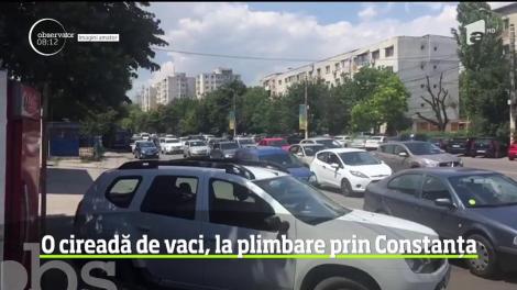 Aproximativ 20 de vaci s-au plimbat nestingherite printre maşini, pe un bulevard intens circulat din Constanţa. Aglomerația creată a provocat indignare șoferilor