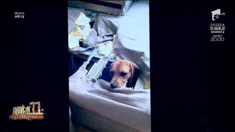 Smiley News - Neatza cu Răzvan și Dani. Cine a rupt canapeaua? Vezi aici reacția câinelui!