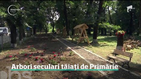 Arborii seculari de la conacul de la Ţibăneşti al omului politic Petre Carp, tăiați de Primărie