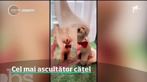 Cel mai ascultător cățel