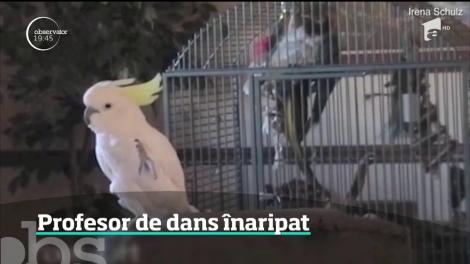 Un papagal uimeşte lumea ştiinţifică. Snowball a învăţat de unul singur 14 dansuri