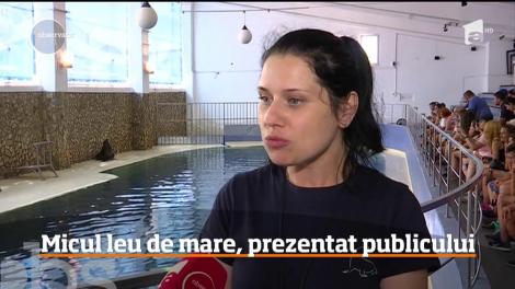 Primul pui de leu de mare născut în captivitate în România a fost prezentat publicului. Leoaica-fetiță a făcut spectacol, ghidată de mama ei