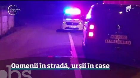 Nici focurile de armă nu mai sperie urșii. În Harghita un urs a ajuns până la frigiderul din bucătăria unui hotel