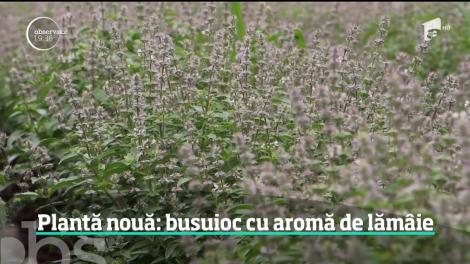 Cercetătorii români au inventat o plantă nouă, busuiocul cu aromă de lămâie. Care sunt beneficiile plantei