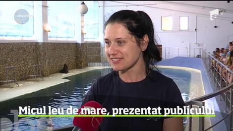 Puiul de leu de mare, primul născut în captivitate la noi în ţară, a fost prezentat publicului, la Delfinariul din Constanţa