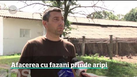 Afacerile cu fazani prind aripi în România. Multe din păsările crescute aici îşi iau zborul peste hotare