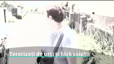 Alertă fără precedent în Alba Iulia. Jandarmi înarmaţi și vânătorii au împânzit orașul în căutarea unui urs