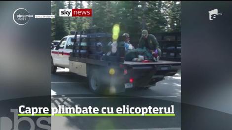 Pentru a doua vară consecutivă, zeci de capre au fost mutate cu elicopterul dintr-un parc naţional din Washington
